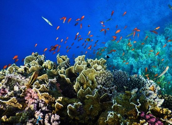 Orange Bay Catamaran Snorkeling Escape