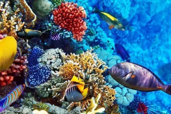 Hurghada Snorkeling Adventure