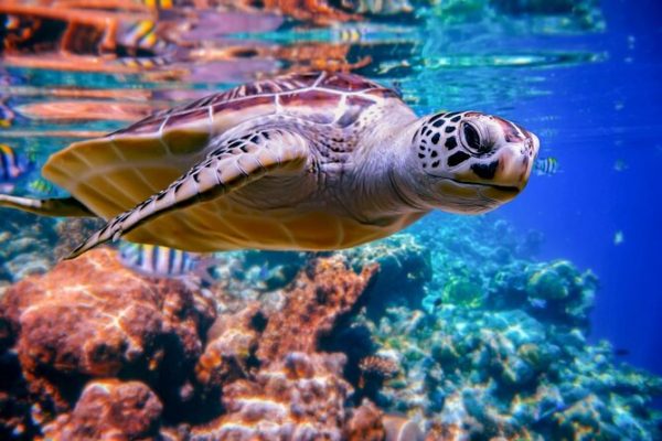 Marsa Alam Abu Dabbab Turtle Snorkeling Trip