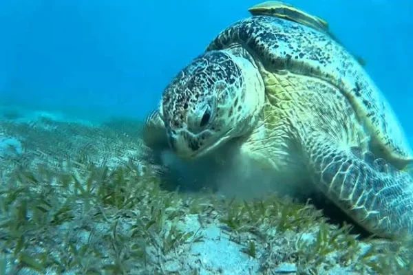 Snorkel with Sea Turtles Marsa Mubarak